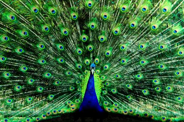 Courtship