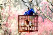 Plum Blossom Song
