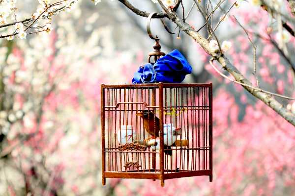 At Nanjing's Plum Blossom Hill, a bird is greeting spring