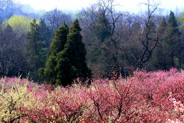 Plum Blossom Valley is swept by waves of plum blossoms