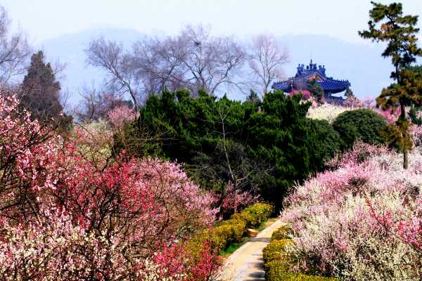 Nanjing's Plum Blossom Hill in spring
