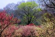 Colors of Life