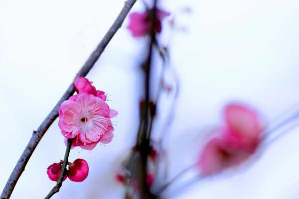Plum blossom in early spring snow