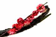 Swords to Flowers