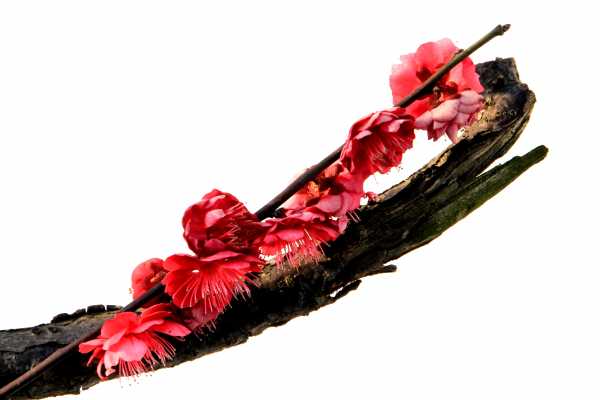 Plum Tree Branch in Full Blossom