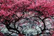 Avenue de Prunes