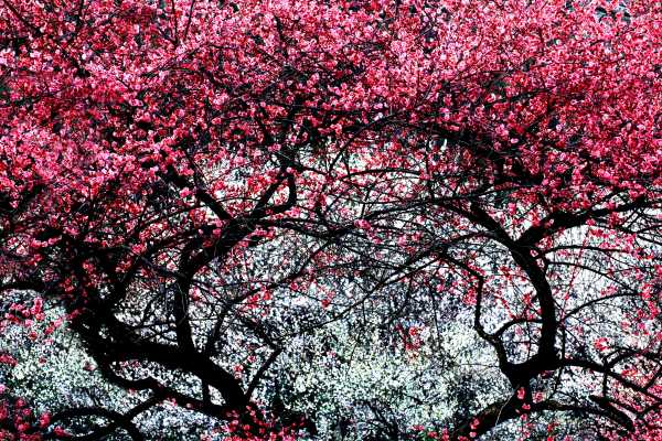 Pink & White Plum Blossom Trees Create a Passage to Spring