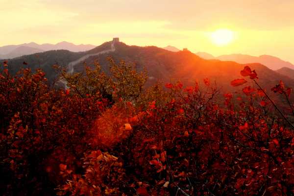 Red Leaves at the Badaling Great Wall at Sunset