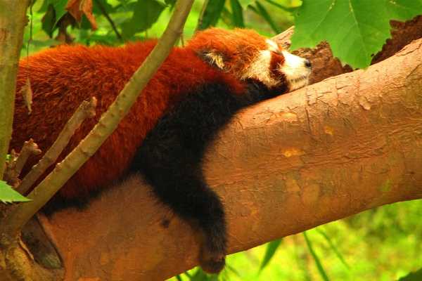 Red Panda at Chengdu Panda Base