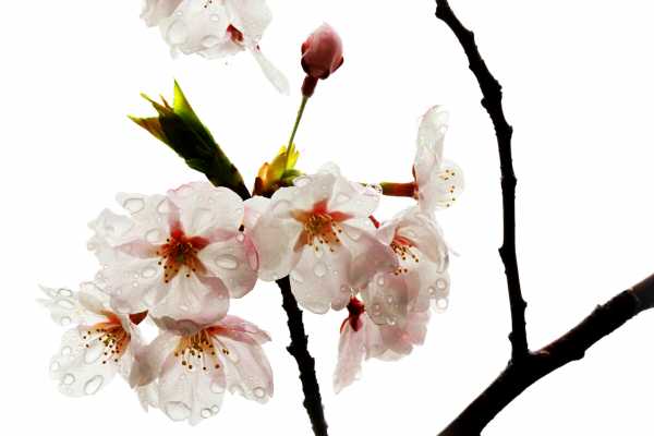 The Cherry Blossom, even beautiful in rain