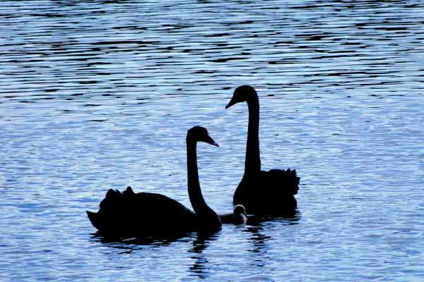 Swans on a lake in Shanghai