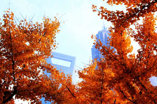 Golden gingko trees line the Shanghai skyscrapers