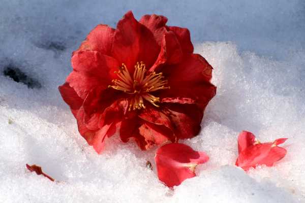 A flower's beauty, frozen in the icy snow