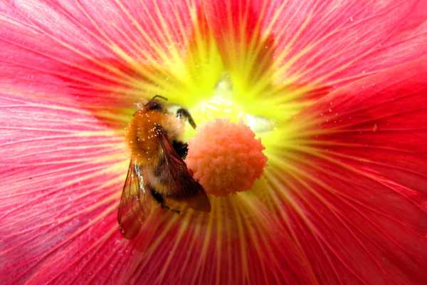 Bee in a summer flower