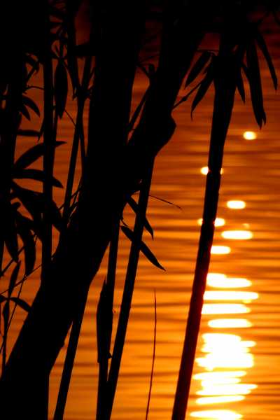 Bending Bamboo