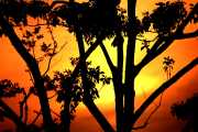 Fire Tree