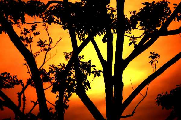 Trees in a park at sunset