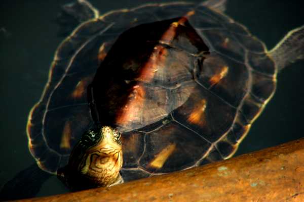 Turtle in the water town Wuzhen