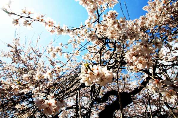 Sakura of Weeping Cherry Tree in Tokyo's Shinjuku Park