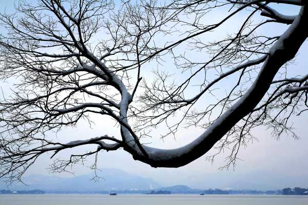 Snowy Tree at a West Lake winter scene in Hangzhou